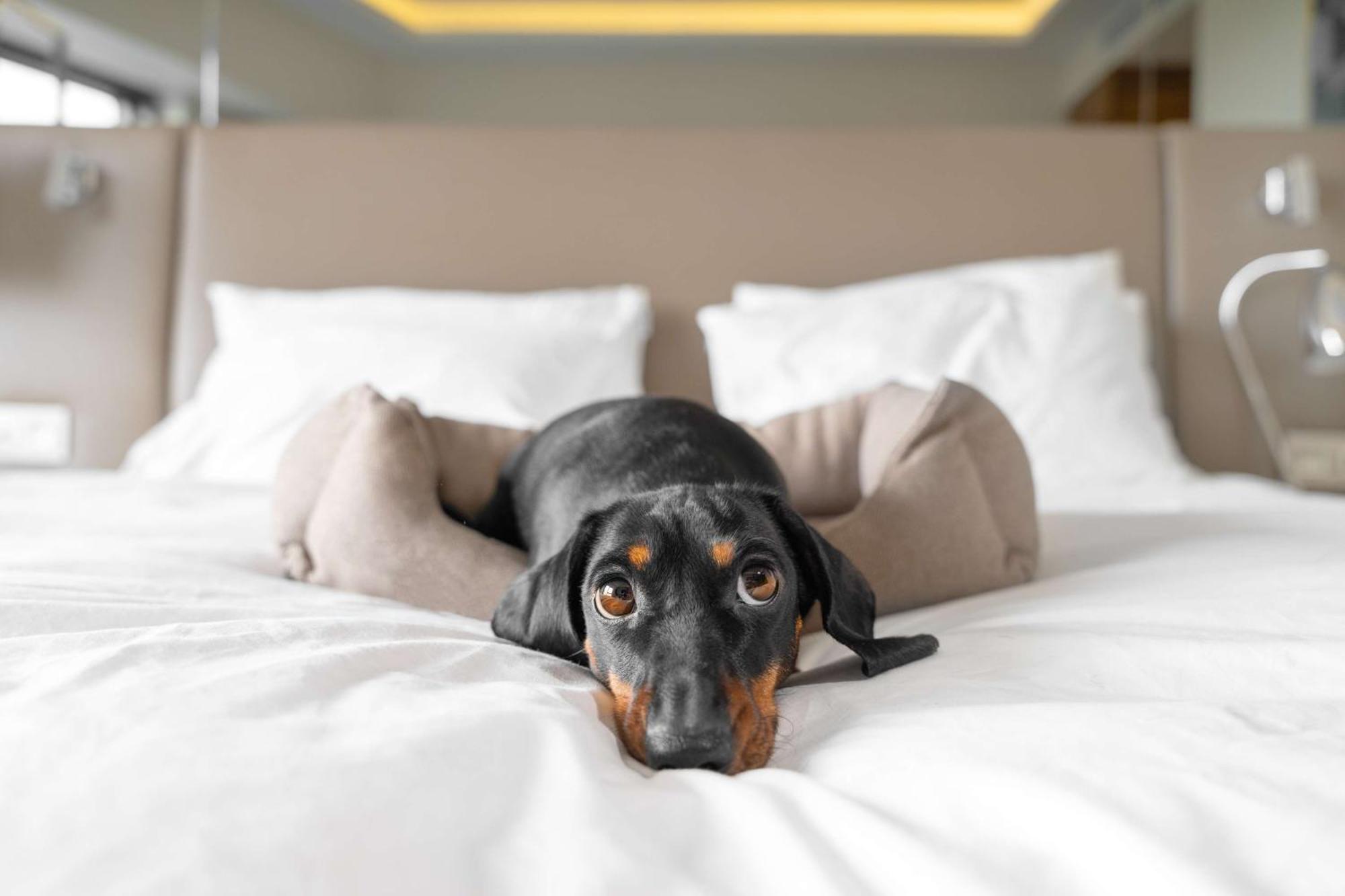 Hilton Anatole Ξενοδοχείο Ντάλλας Εξωτερικό φωτογραφία